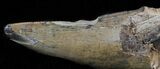 Tyrannosaur Tooth - Judith River Formation, Montana #63014-2